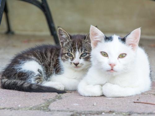 freiwang-katzen05