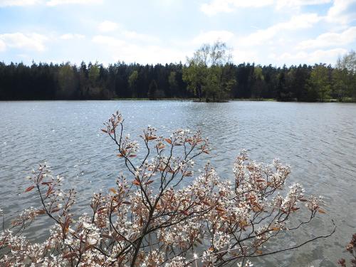 Teich