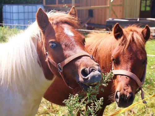 unsereponys