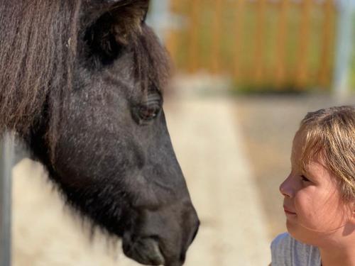 pony