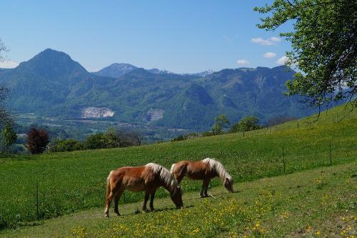 Pferde auf der Sommerwiese