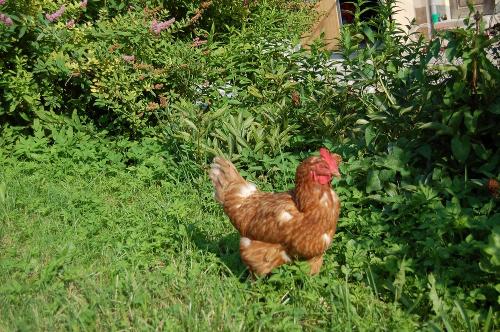 Glückliches Huhn