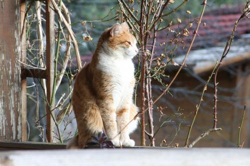 Schmusekatze