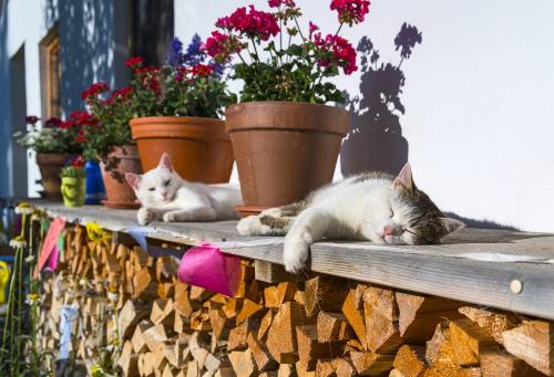 Flöckchen und Mimi beim Sonnenbaden