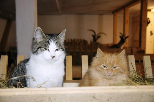 Katzen