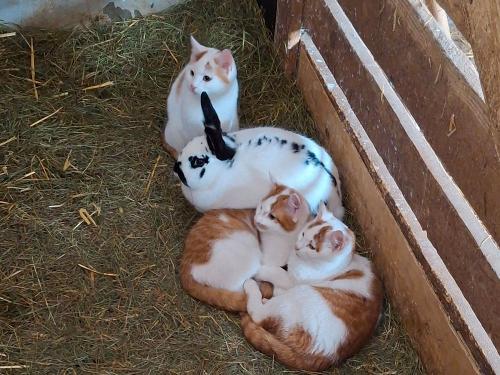 unsere Katzen-Hasen-WG unsere Katzen-Hasen-WG