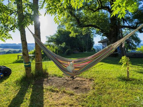 Flöckchen in der Hängematte Flöckchen in der Hängematte