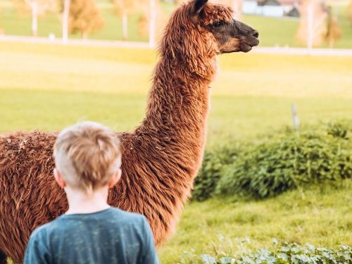 unser Alpaka Jimmi unser Alpaka Jimmi