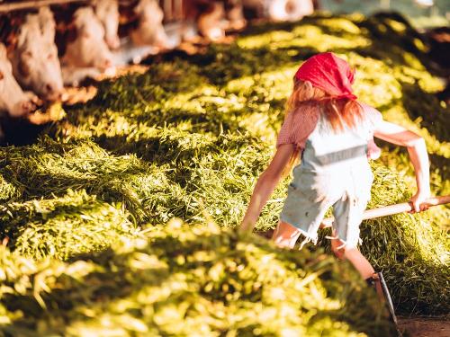 Josefa beim füttern der Kühe mit Gras Josefa beim füttern der Kühe mit Gras
