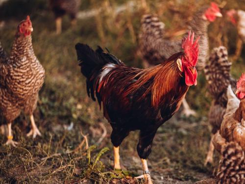 968DSC_8886- 968DSC_8886-