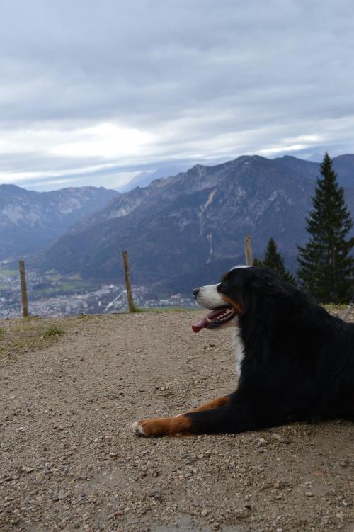 Hund Lucky