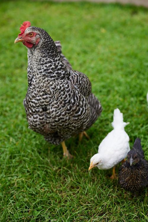 Unsere Hühner mit Nachwuchs