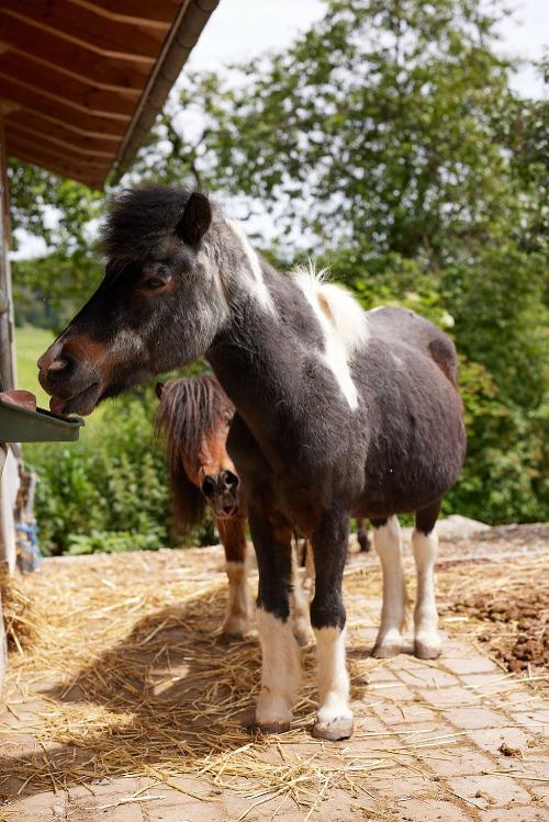 Ponys Jenny und Maxi