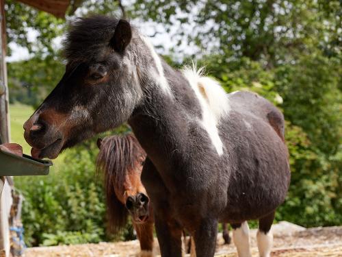 Ponys Jenny und Maxi