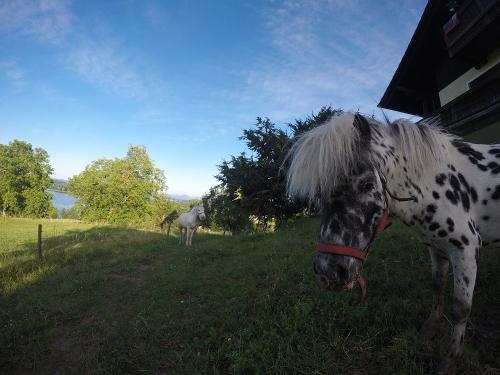 Ponys auf der Wiese