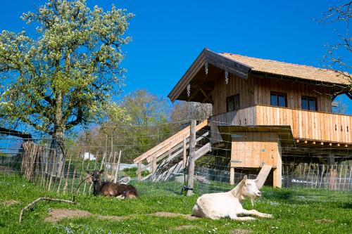 Ziegen und Holzhaus