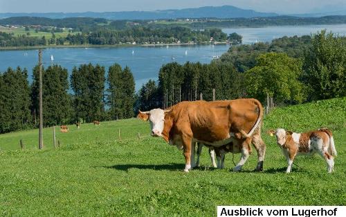 Kuh mit Kälbchen auf der Wiese