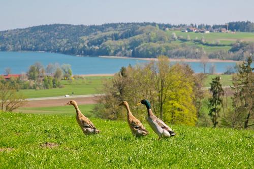 Unsere Laufenten