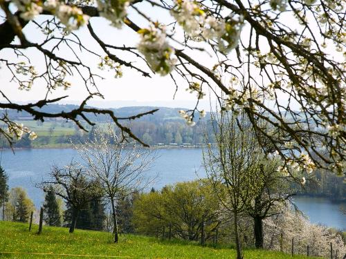 Obstgarten direkt am Hof