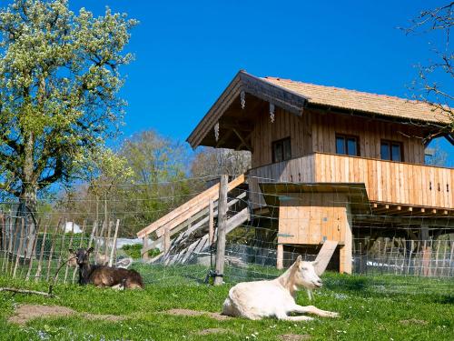Ziegen und Holzhaus