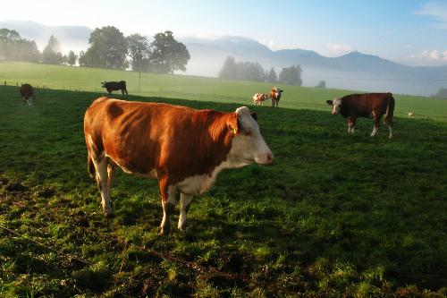 Kühe auf Weide