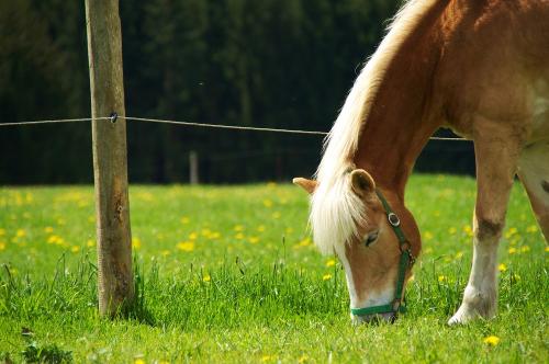 Haflinger Pauline