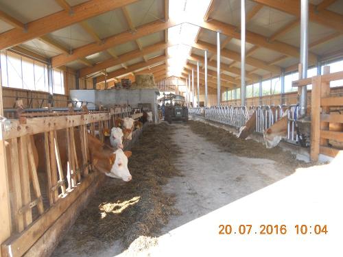 Kuhstall
