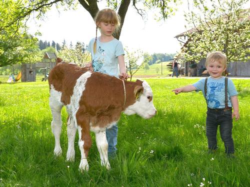 Kinder mit Kälbchen