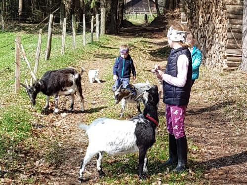 Wandern mit den Ziegen