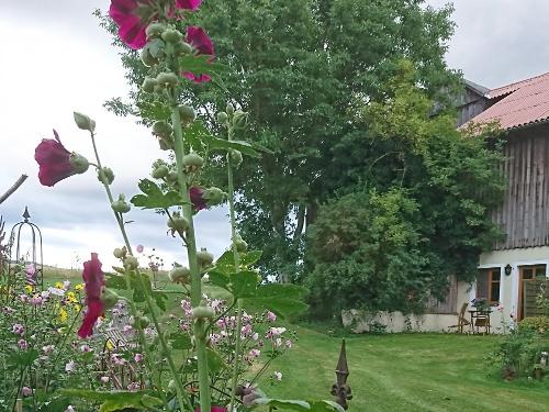 Garten hinter dem Haus