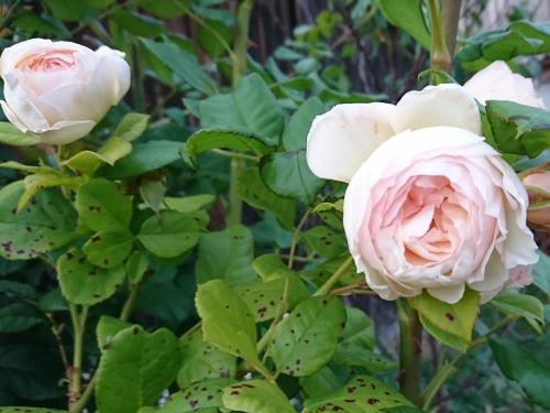 klosterroseimnaturgarten