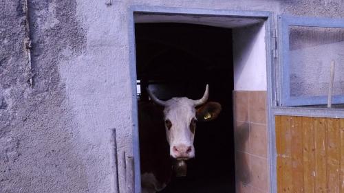 Blick aus dem Stall