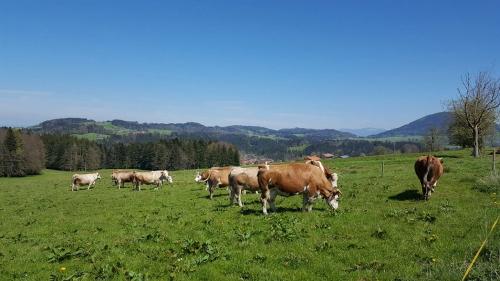 Unsere Kühe auf der Sommerweide