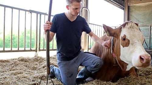 Junglandwirt im Stall