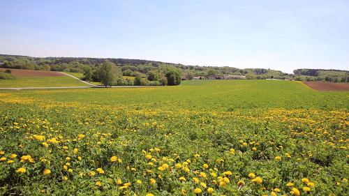 Ruhige Hoflage in der Flur