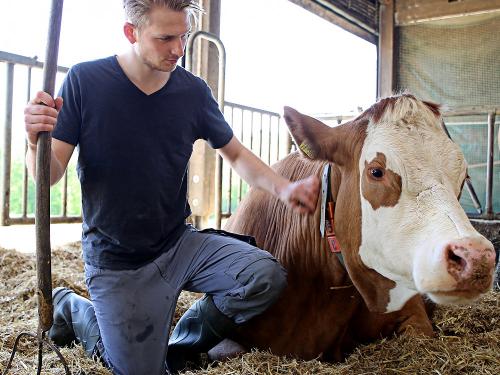 Junglandwirt im Stall