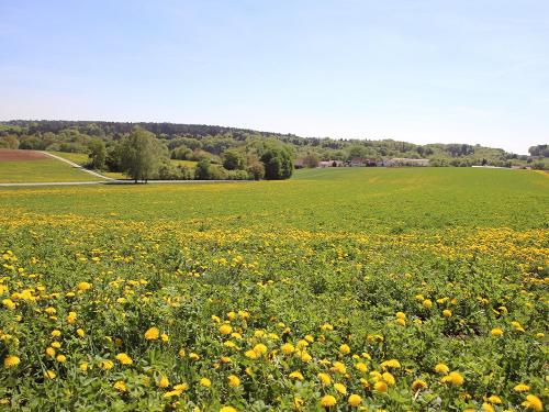 Ruhige Hoflage in der Flur