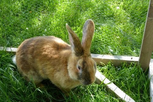 Unser Hase
