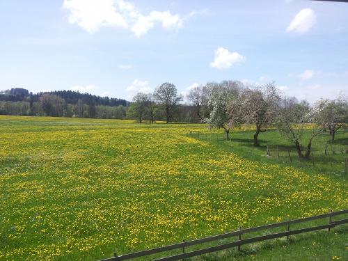 Löwenzahnblüte im Mai