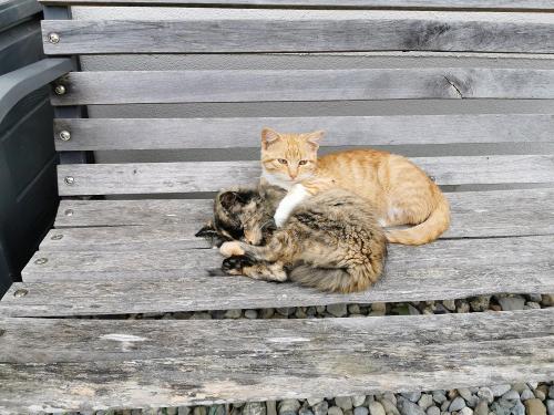 Unsere Schmusekatzen Simba und Tessa