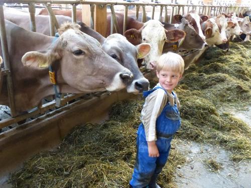 Spaß bei den Kühen