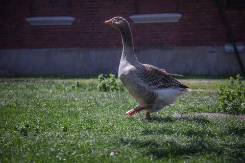Die schnatternde Gans