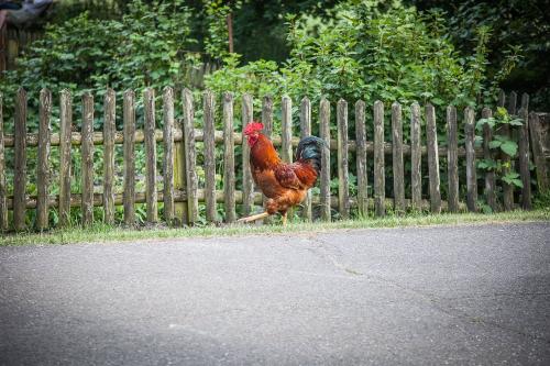 Der stolze Hahn