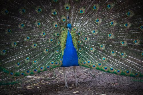 Der stolze Pfau