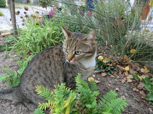 Streichelzoo - Katze