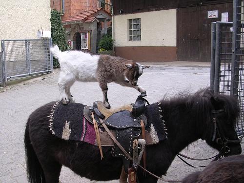 Tiere