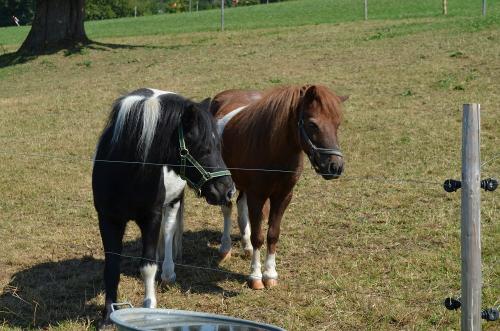 Susi und Hansi
