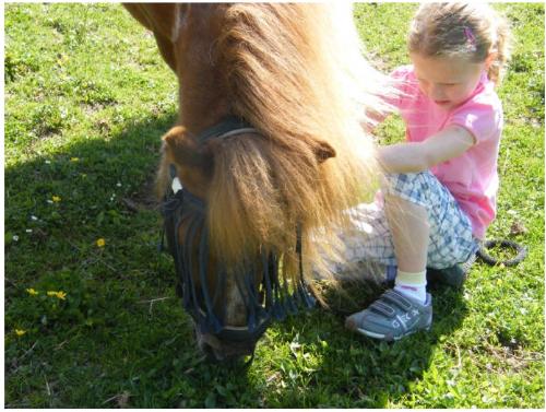 pony
