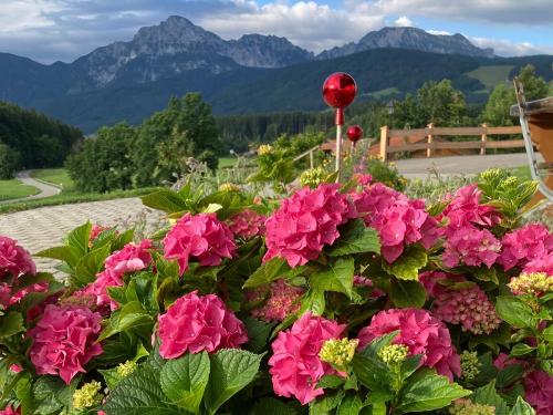 Blumen, Sommerlandschaft