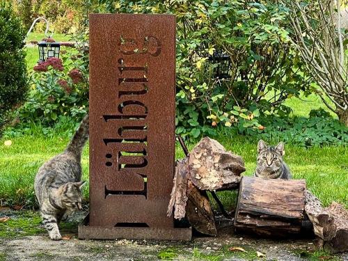 Unsere-Schmusekatzen